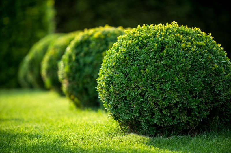 Trimmed Shrubs
